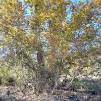 Jakes Corner Bar ico