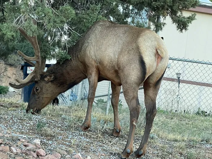 Mountain Shadows Mobile Trailer Picture 1