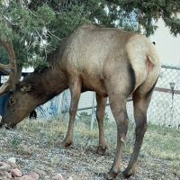 Mountain Shadows Mobile Trailer ico