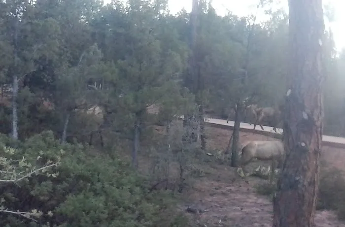 Rim Country Estates Picture 5