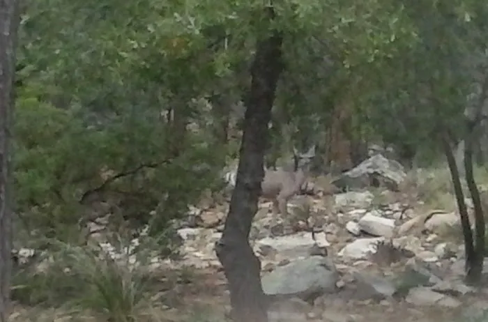 Rim Country Estates Picture 9