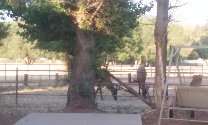 Lazy D Ranch RV & Apartments Picture 8