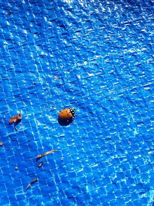 Lazy D Ranch RV & Apartments Picture 9