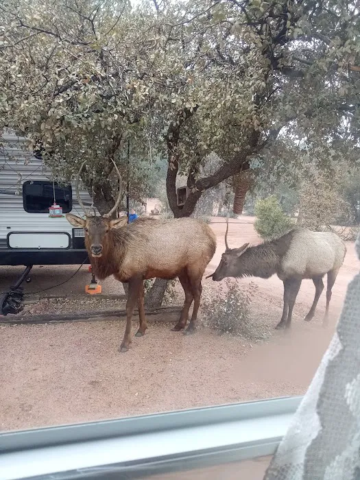 Lazy D Ranch RV & Apartments Picture 6