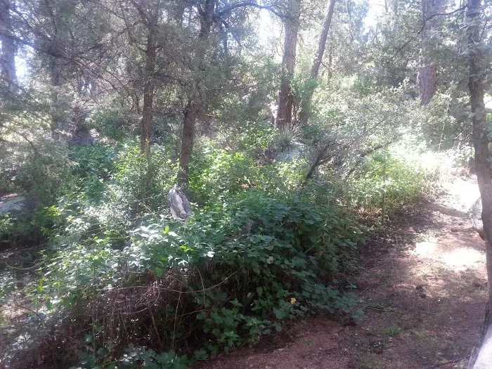 Shady Haven RV Park Picture 5