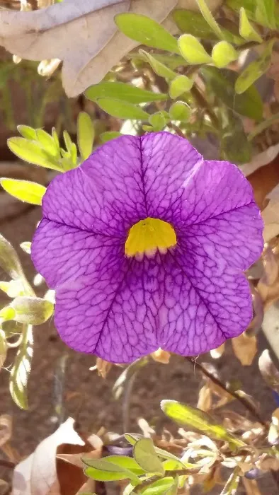 Oak Mobile Home Park Picture 9