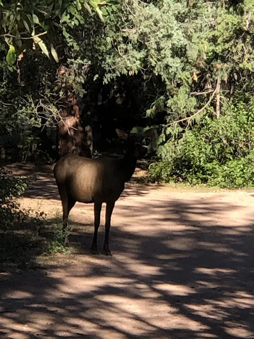 Lil’ W Ranch Picture 8