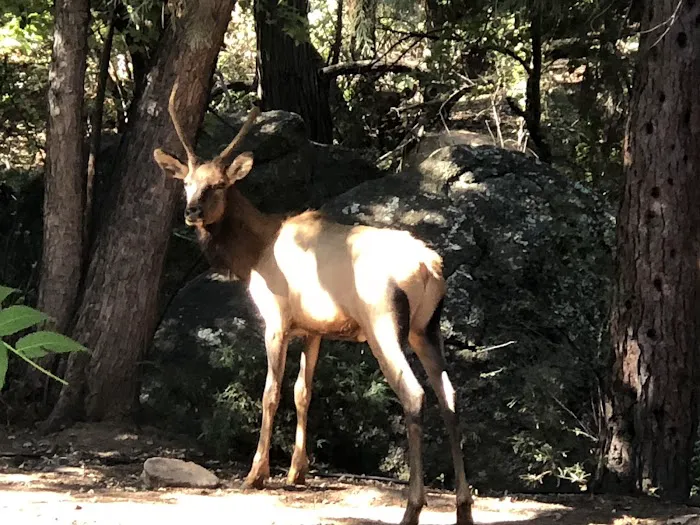 Lil’ W Ranch Picture 9