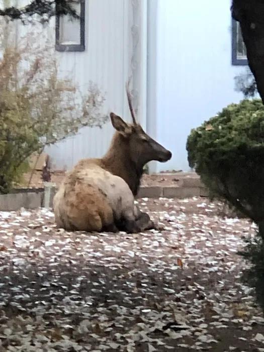 Lil’ W Ranch Picture 10