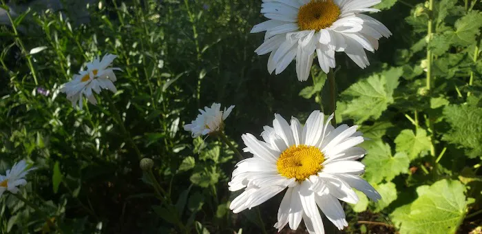 Kit Carson RV Park Picture 4