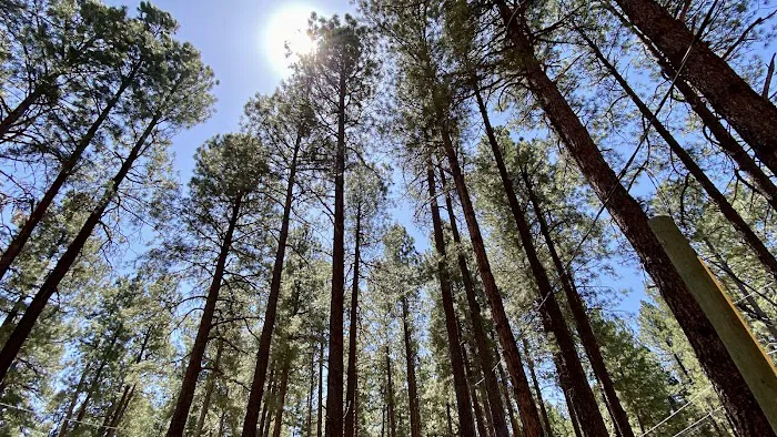 Kit Carson RV Park Picture 5