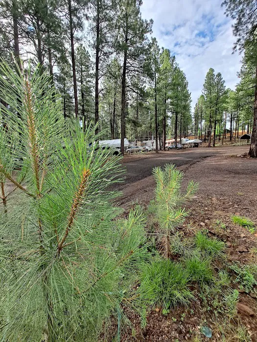 Kit Carson RV Park Picture 6