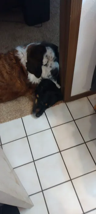 Camp Slobbery Dog RV Park and B and B Picture 2