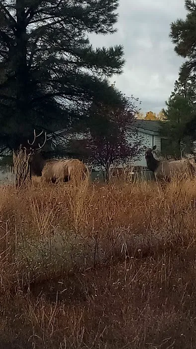 Elden Shadows Mobile Home Community Picture 7