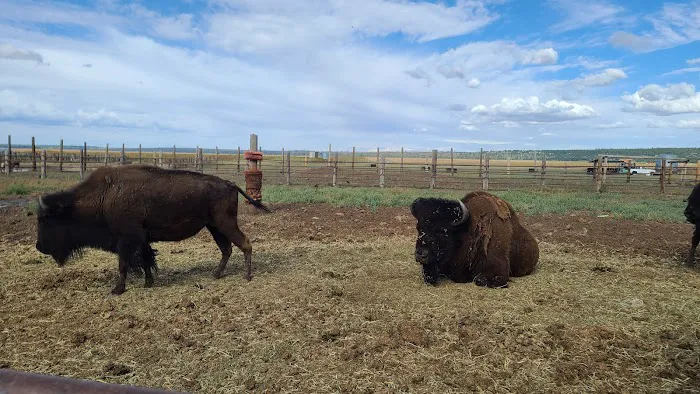 Mormon Lake Trailer Park Picture 7