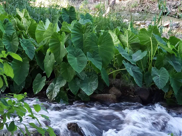 Page Springs RV Park Picture 4