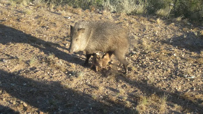 Rain Spirit RV Resort Picture 4