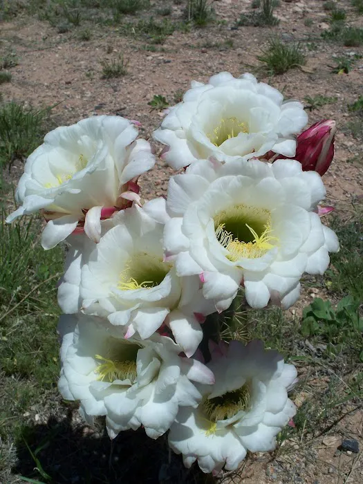 Rain Spirit RV Resort Picture 5