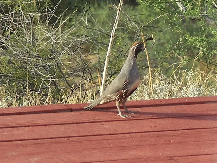 Rain Spirit RV Resort Picture 8