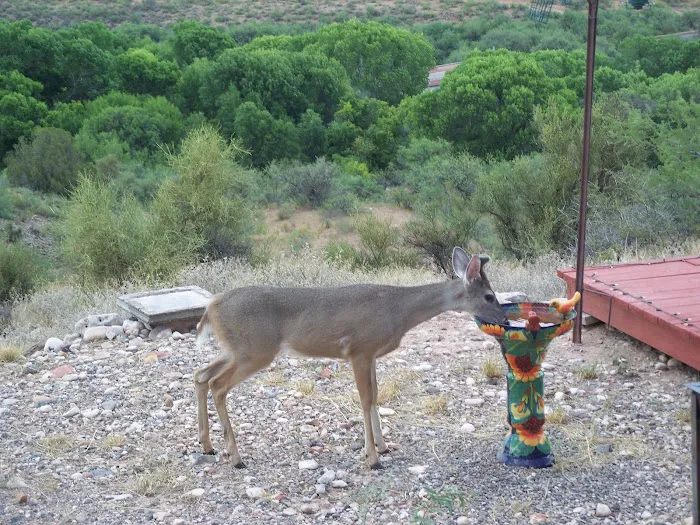 Rain Spirit RV Resort Picture 10