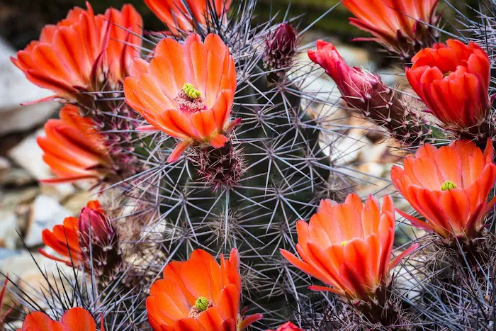 Distant Drums RV Resort Picture 3