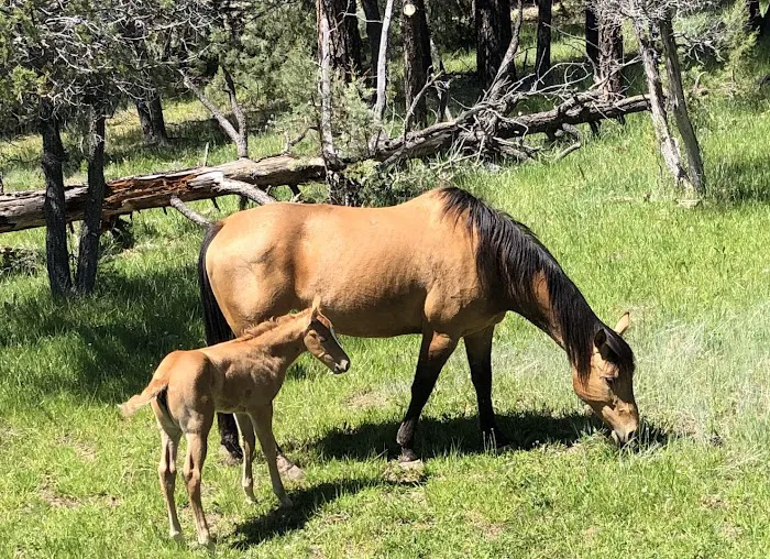 Trails End RV Park Picture 3