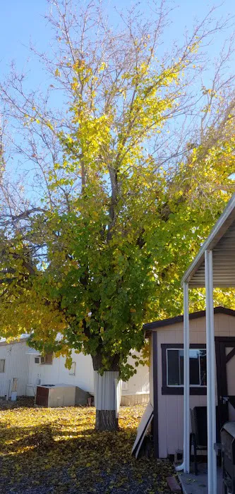 Camp Verde Mobile Village Picture 5