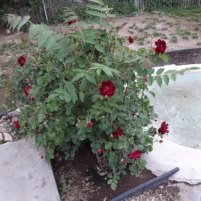 Clear Creek RV Park Picture 7