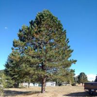 Larkspur Station Mobile Home ico