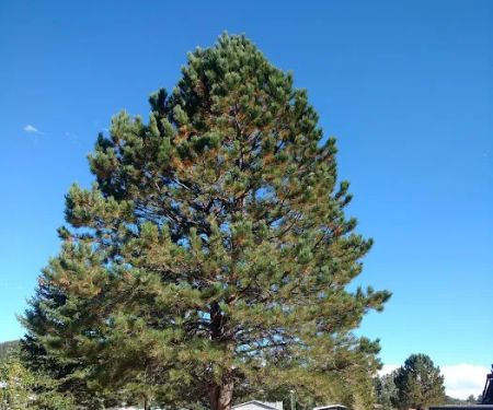 Larkspur Station Mobile Home