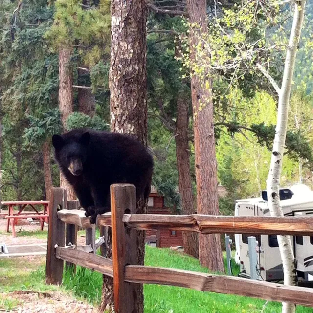 Woodland RV Park Picture 1