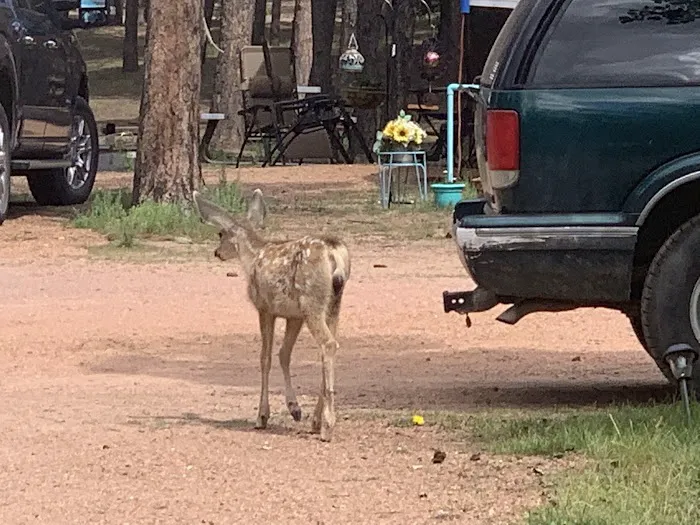Diamond Campground Inc. Picture 9