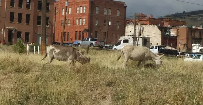 Cripple Creek RV Park (formerly Eagles Landing RV Park) Picture 10