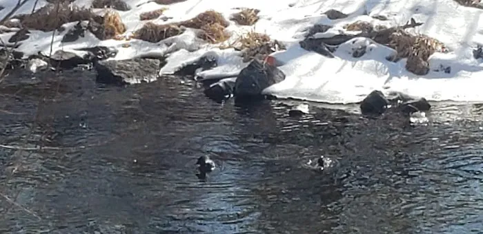 Bear Creek Village Picture 7