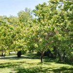 Flying Saucer RV Park