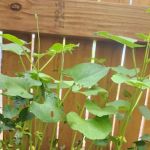 Lakewood Village Mobile Home Park