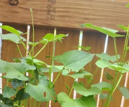 Lakewood Village Mobile Home Park