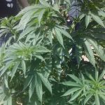 Doms Mobile Home Park