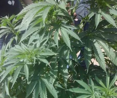 Doms Mobile Home Park