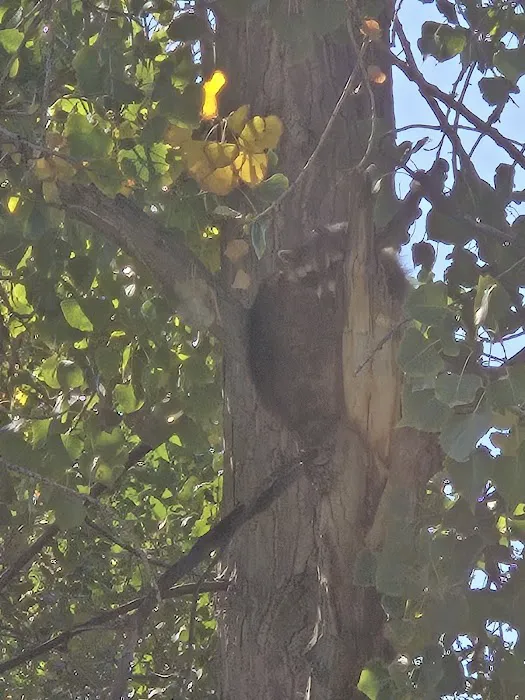 Friendly Village of the Rockies Picture 7