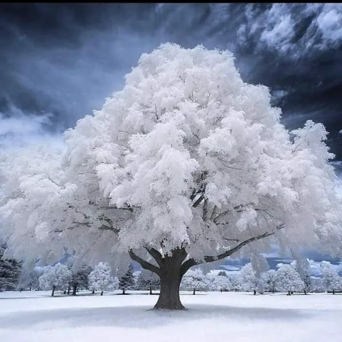 Boulder Ridge MHP Picture 8