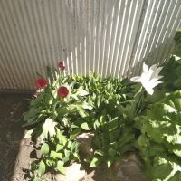 Meadow Village Mobile Home Park ico