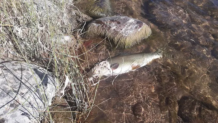 Heron's Nest RV Park & Camp Picture 4