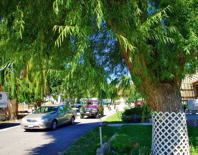 Shady Lane RV Park Picture 1
