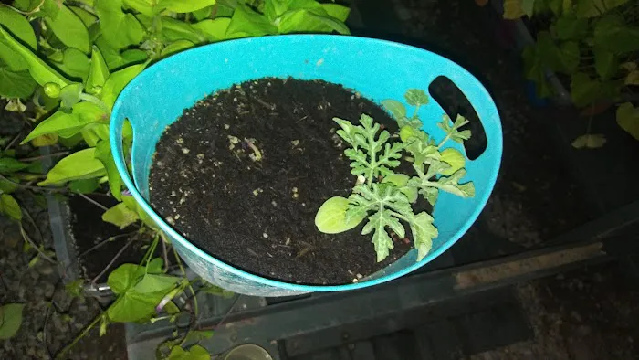 RV Ranch at Grand Junction Picture 10