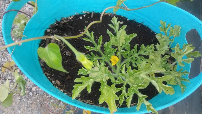 RV Ranch at Grand Junction Picture 9