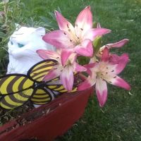 Parkwood Estates ico