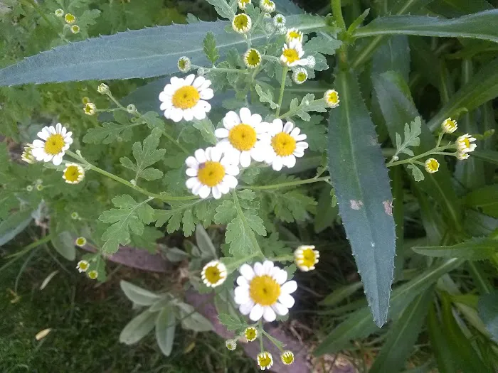 Parkwood Estates Picture 3