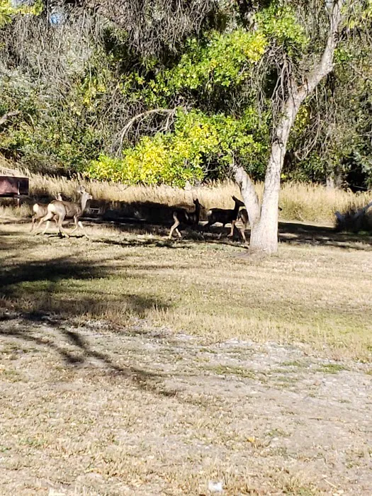 Shady Creek RV Park Picture 10