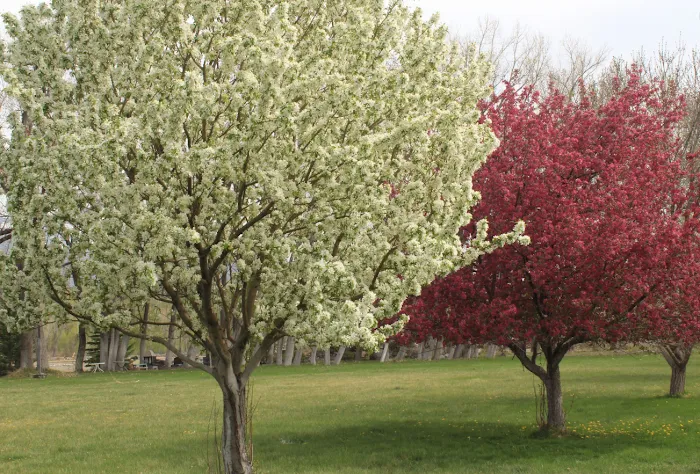 River Village RV Park Picture 2